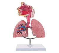 Modello anatomico nasale e faringeo umano, modello di polmone umano, strumento didattico for lo studio degli studenti, ampiamente utilizzato in medicina e biologia.