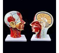 Modello anatomico neurovascolare Superficiale della Mezza Testa Umana con la Struttura dettagliata dei Muscoli dei vasi sanguigni e Il Manuale Variopinto per l'educazione Medica