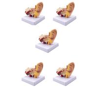 Modello anatomico 'orecchio umano 5X 1.5X - Modello di simulazione professionale della struttura 'orecchio interno da tavolo for l'istruzione