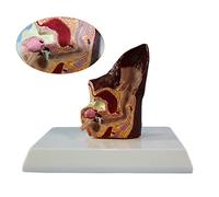 Modello anatomico Organo Animale - Modello Orecchio Cane patologico - Modello patologico Animale in Materiale PVC Modello didattico Medico - ausilio alla Formazione Medica dimostrazioni mediche