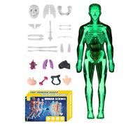 Modello anatomico per bambini 3D, torso umano anatomico, gioco educativo da assemblare, insegnanti, studenti, lezioni, scuola, casa