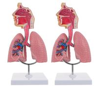 Modello anatomico per cavità nasale, gola e polmone, 1/2 testa umana a grandezza naturale, laringe e sistema respiratorio, modello per educazione medica, display (2 pezzi)