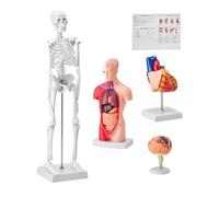 Modello Anatomico per Corpo Umano 4 Pezzi Cervello Torso Cuore Scheletro