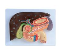 Modello anatomico per il sollievo del fegato e della cistifellea, pancreas umano, fegato, duodeno e cistifellea per l'insegnamento scolastico
