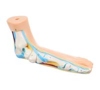 Modello Anatomico per Insegnamento Medico Realistico | Vinile Beige, Uso Didattico per Anatomia e Fisiologia, Aspetto Naturale, per Esposizione Clinica