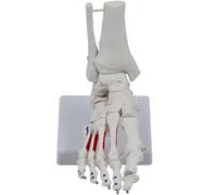 Modello anatomico per piedi e caviglie umane Modello anatomico per insegnare lo scheletro dell'articolazione del piede umano per la scienza in aula a grandezza naturale e anatomia dei medici della