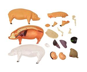 Modello anatomico - Personaggio didattico per maiali, display scientifico rimovibile, per l'apprendimento della biologia veterinaria, della struttura degli dei suini, strumento