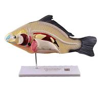 Modello Anatomico Pesce per Finalità Educative e di Ricerca | Modello educativo di anatomia dei pesci per l'apprendimento e la ricerca | Aiuto visivo per studi scientifici e biologici