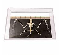 Modello anatomico Pipistrello, Osso Serpente, Esemplare Lucertola, Animale - Esposizione apparecchiature mediche didattiche Aiuto propizio Simulazione Laboratorio Ossa Biologia, C