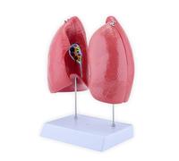 Modello anatomico polmonare con parti staccabili Modello anatomico polmonare per impostazioni cliniche e relazione lezione Struttura respiratoria