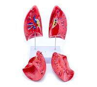 Modello anatomico polmonare con parti staccabili Modello anatomico polmonare per impostazioni cliniche e relazione lezione Struttura respiratoria