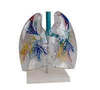Modello anatomico polmonare per lezione medica sullo studio della malattia, mostra i dettagli del modello polmonare ' albero bronchiale per operatori sanitari