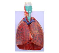 Modello anatomico polmonare per lo studio delle malattie, l ' anatomia del cuore e della mostra i dettagli del tracheale Cuore per l ' istruzione con patologie per studenti medicina