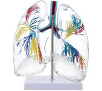 Modello anatomico polmonare umano in PVC trasparente Struttura ad albero bronchiale umano Modello anatomico per istruzione e impostazione clinica Educazione Anatomia dell'albero bronchiale