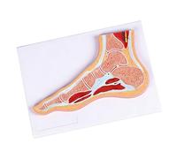 Modello anatomico professionale articolazione del piede della caviglia con legamenti muscolari per la comunicazione del paziente e modello articolare della formazione clinica