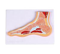 Modello anatomico professionale articolazione della caviglia del piede con legamenti muscolari per la comunicazione del paziente e la formazione clinica. Anatomia della caviglia