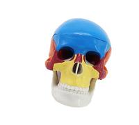 Modello anatomico professionale del cranio umano in scala 1: 2 con 17 parti staccabili Modello anatomico della testa di scheletro per il cranio clinico in classe