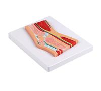 Modello anatomico professionale dell'articolazione del ginocchio della rotula con legamenti muscolari per la comunicazione del paziente e l'addestramento clinico modello del ginocchio in PVC