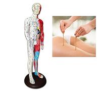 modello anatomico, Punti di pressione e meridiani for agopuntori altri professionisti medici Formazione didattica materiale didattico