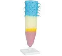 Modello anatomico radice pianta Strumento dimostrativo in Sussidio didattico biologia Modelli anatomici radice pianta realistica Attrezzatura didattica biologia