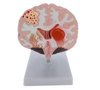 Modello anatomico realistico a grandezza naturale Modello anatomico Anatomia per scienze Studio in aula Insegnamento per l'apprendimento delle neuroscienze a grandezza naturale