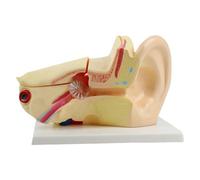 Modello anatomico realistico dell'orecchio Modello a grandezza naturale Aiuto didattico interno umano per contesti clinici Dimostrazione Anatomia portatile Dimostrazione