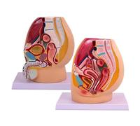 Modello anatomico riproduttivo del Bacino Maschile e Femminile, Modello di Scheletro pelvico a grandezza Naturale, Modello Medico di Anatomia del Sistema genitourinario per l'educazione scientifica,