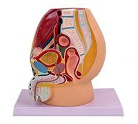 Modello Anatomico Sagittale Pelvico Maschile e Femminile 1:1 a Grandezza Naturale, Modello del Sistema Riproduttivo per Insegnamento Medico, Studio e Visualizzazione(Male)