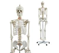 Modello anatomico scheletrico umano a grandezza naturale con teschio, braccia, gambe staccabili, 206 ossa per studio medico ed esposizione