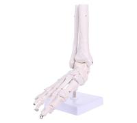 Modello anatomico scheletro a grandezza naturale del piede della caviglia del piede strumento di studio dell'esposizione medica dei modelli di insegnamento nell'educazione dei dotati