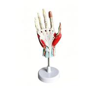 Modello Anatomico Scheletro Della Mano, Legamenti Muscolari, Vasi Sanguigni Principali E Nervi Collegati, 7 Parti Rimovibili E Numerate Mostrano I Dettagli E La Struttura Interna Della Mano, Studio