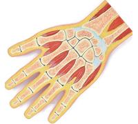 Modello anatomico scheletro della mano, modello muscolare dell'articolazione della mano umana per l'apprendimento e l'insegnamento medico, sezione trasversale della mano e del polso per la ricerca
