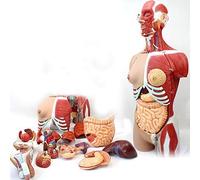 Modello anatomico Scheletro, Modello di Torso Umano Bisessuato, Modello di Corpo Umano a Grandezza Naturale da 85 cm Ha 29 Organi Umani Rimovibili, Anatomia Organi Interni Anatomici per L'in