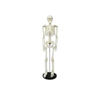 Modello Anatomico Scheletro Umano 85 Cm,stent, Articolazioni Degli Mobili | Modello Osso Umano PVC For Insegnamento Medico, Studio Anatomia, Disegno Artistico, Istruzione, Decorazione Di Halloween