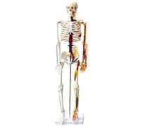 Modello Anatomico Scheletro Umano Da 33,5" Con Nervi, Cuore, Vene E Arterie, Calotta Cranica Rimovibile E Mandibola Articolata, Perfetto For Medici, Studio Di Studenti, Include Espositore