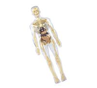 Modello anatomico scheletro umano per insegnare dimostrazione corpo umano anatomico trasparente con organi rimovibili organo corpo trasparente