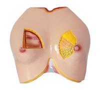 Modello Anatomico Seno, Modello di Educativo Al Seno, Modello Anatomico del Seno Umano In PVC, Modello Anatomico Dell'organo Umano per Il Medico La Comunicazione del Paziente