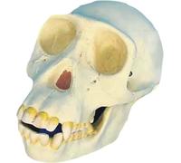 Modello anatomico simulato di teschio di scimmia con mandibola mobile | Replica del cranio di primate in resina for dimostrazione di studio in aula di biologia e antropologia