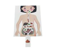 Modello Anatomico Sistema Digestivo Umano Dimostrazione Della Digestione