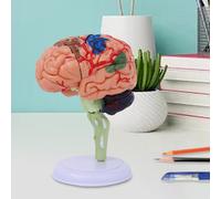 Modello anatomico smontato 4D Modello anatomico del cervello umano Anatomia