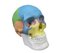 Modello anatomico smontato anatomico umano del cranio di colore degli organi umani Modello anatomico staccabile di scienza Anatomia Modello per lo studio
