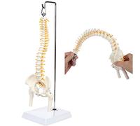 Modello anatomico spinale umano flessibile da 45cm, colonna vertebrale curva lombare curva anatomia spina dorsale strumento di insegnamento medico