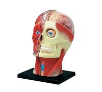 Modello anatomico staccabile della testa umana, 14 pezzi, muscoli neurovascolari e struttura facciale for lo studio del cervello Umana Modello