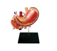 Modello anatomico stomaco con base espositiva verticale | Presentazione dello stomaco in sezione, visione interna diretta, formato tridimensionale per lo studio e la