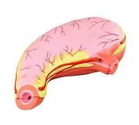 Modello anatomico Stomaco - Modello anatomico di Organo Umano 1:1, Anatomia Umana scientifica in Materiale PVC - per la visualizzazione di studi biologici, Ausilio educativo Medico