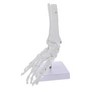 Modello Anatomico Supporto in PVC 1: 1 Caviglia Piede Umano | Studio Medico e Didattica, Montaggio su Base Inclusa, Colore Bianco, per Arti Inferiori e Consulti Clinici