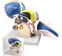 Modello anatomico talamico del cervello umano, modello anatomico del sistema nervoso cerebrale con ingrandimento 3X, 4 parti rimovibili