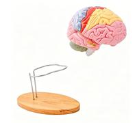 Modello anatomico testa umana ingrandito 2X Modello struttura cerebrale anatomica codificata per studi neurologia e psicologia Mente dissezionabile