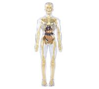 Modello anatomico trasparente dello scheletro umano con organi e muscoli rimovibili, giocattolo educativo anatomico da toccare, per bambini di 8 anni, visualizzazione degli organi interni