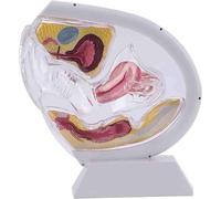 Modello anatomico trasparente dell'utero femminile, modello didattico di utero, bacino e retto, per la formazione e l'istruzione medica(White)